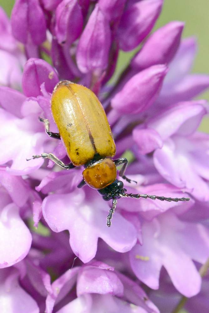 Exosoma lusitanicum (Chrysomelidae)